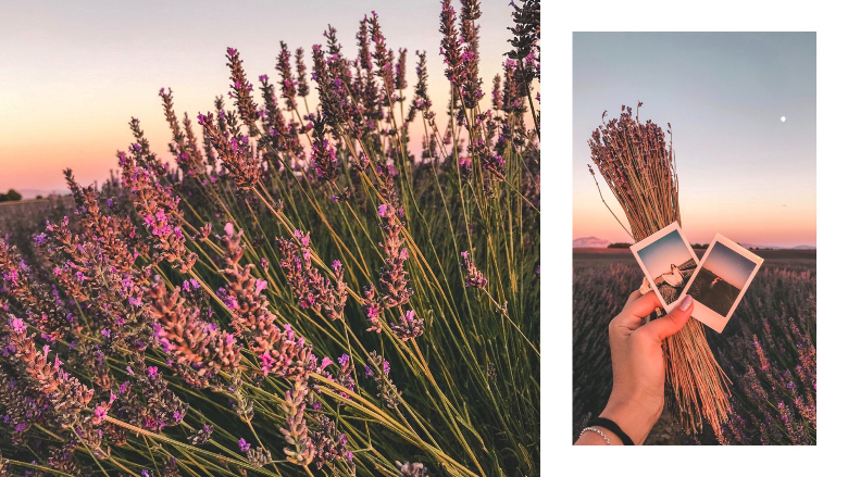 tramonto con lavanda