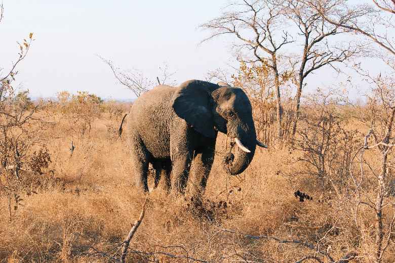 Viaggio in Sudafrica, cosa vedere