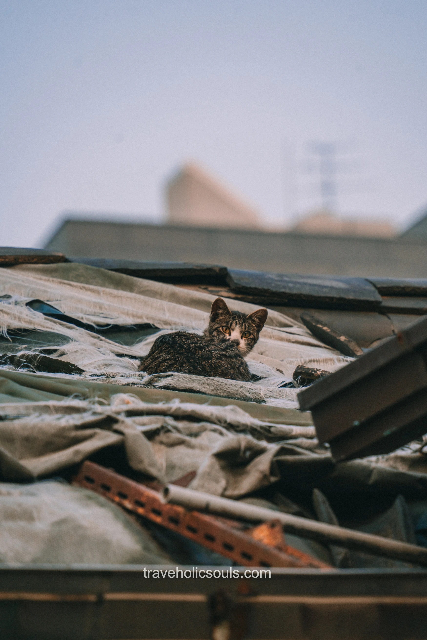 gatto su tetto seoul