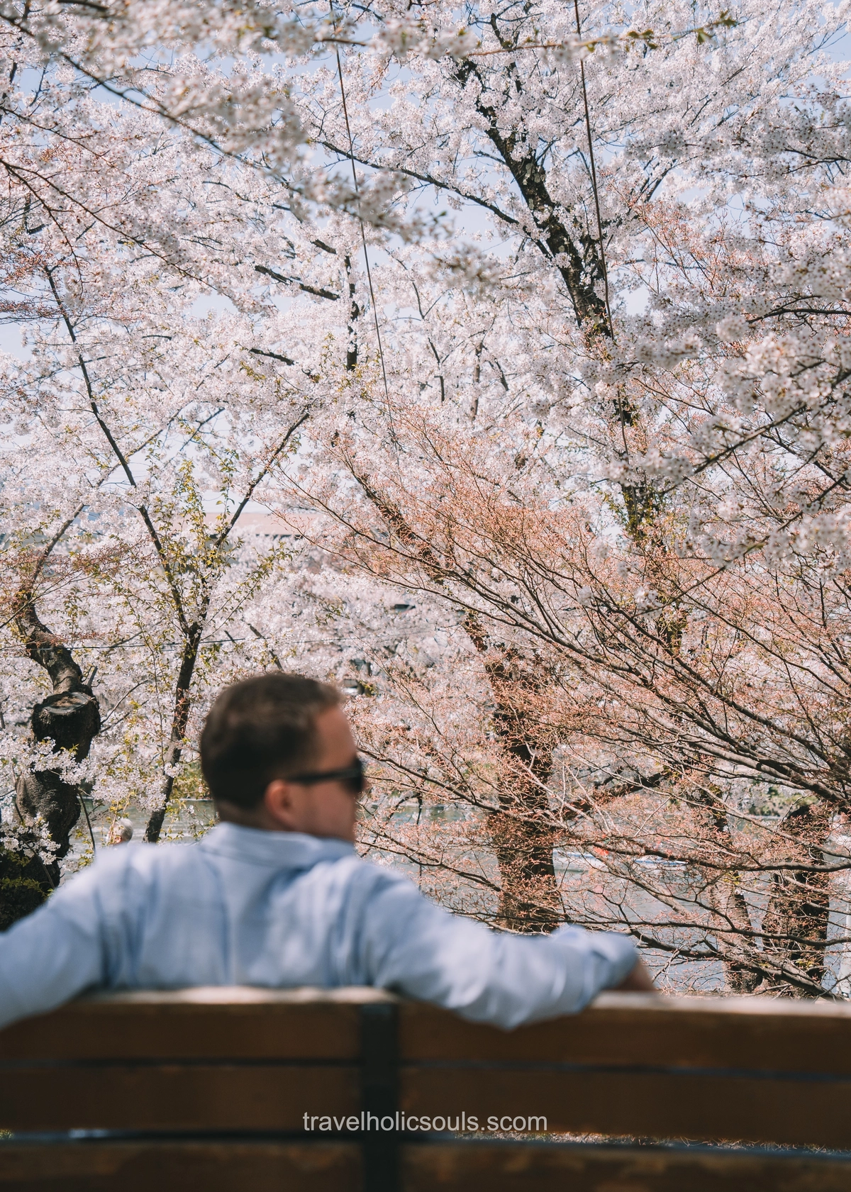 Sakura in Giappone- fioritura dei ciliegi