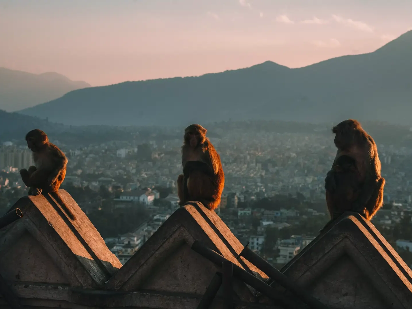 scimmie sedute tempio