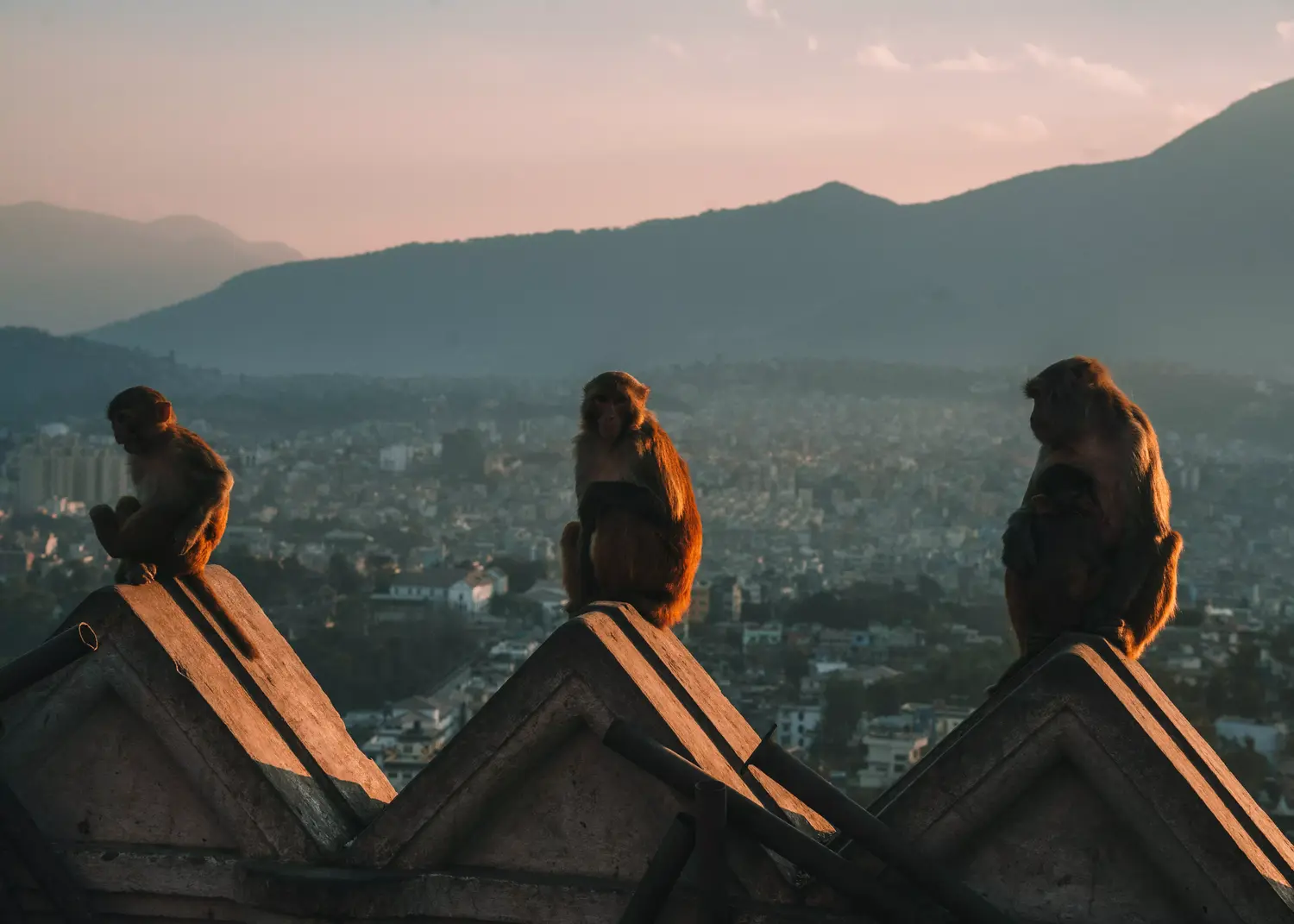 scimmie sedute tempio